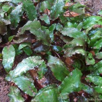 Cryptocoryne wendtii de Wit